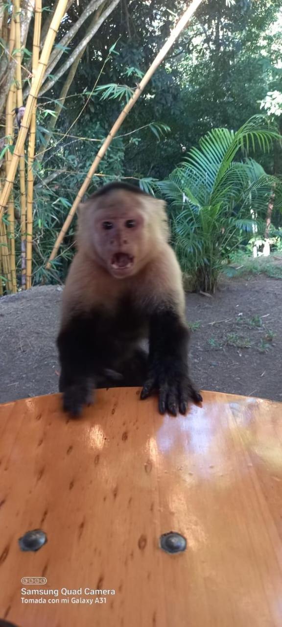 فندق Grand Park Manuel Antonio - Adults Only المظهر الخارجي الصورة
