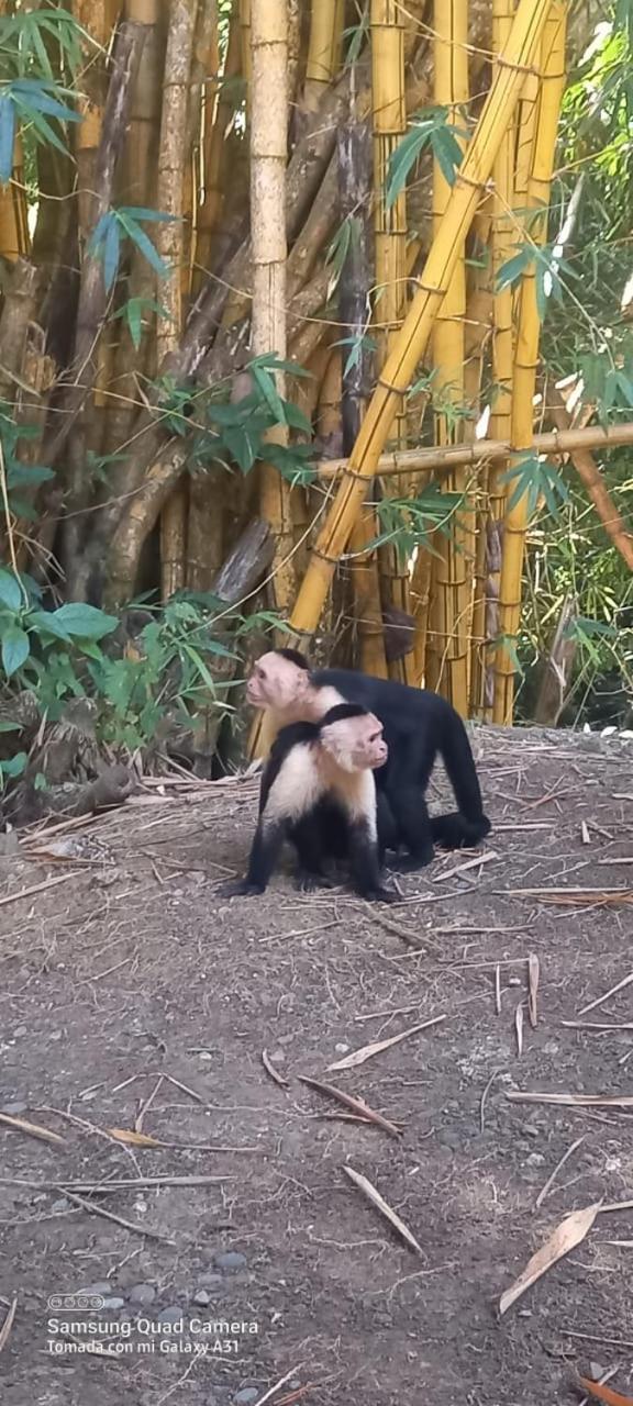 فندق Grand Park Manuel Antonio - Adults Only المظهر الخارجي الصورة